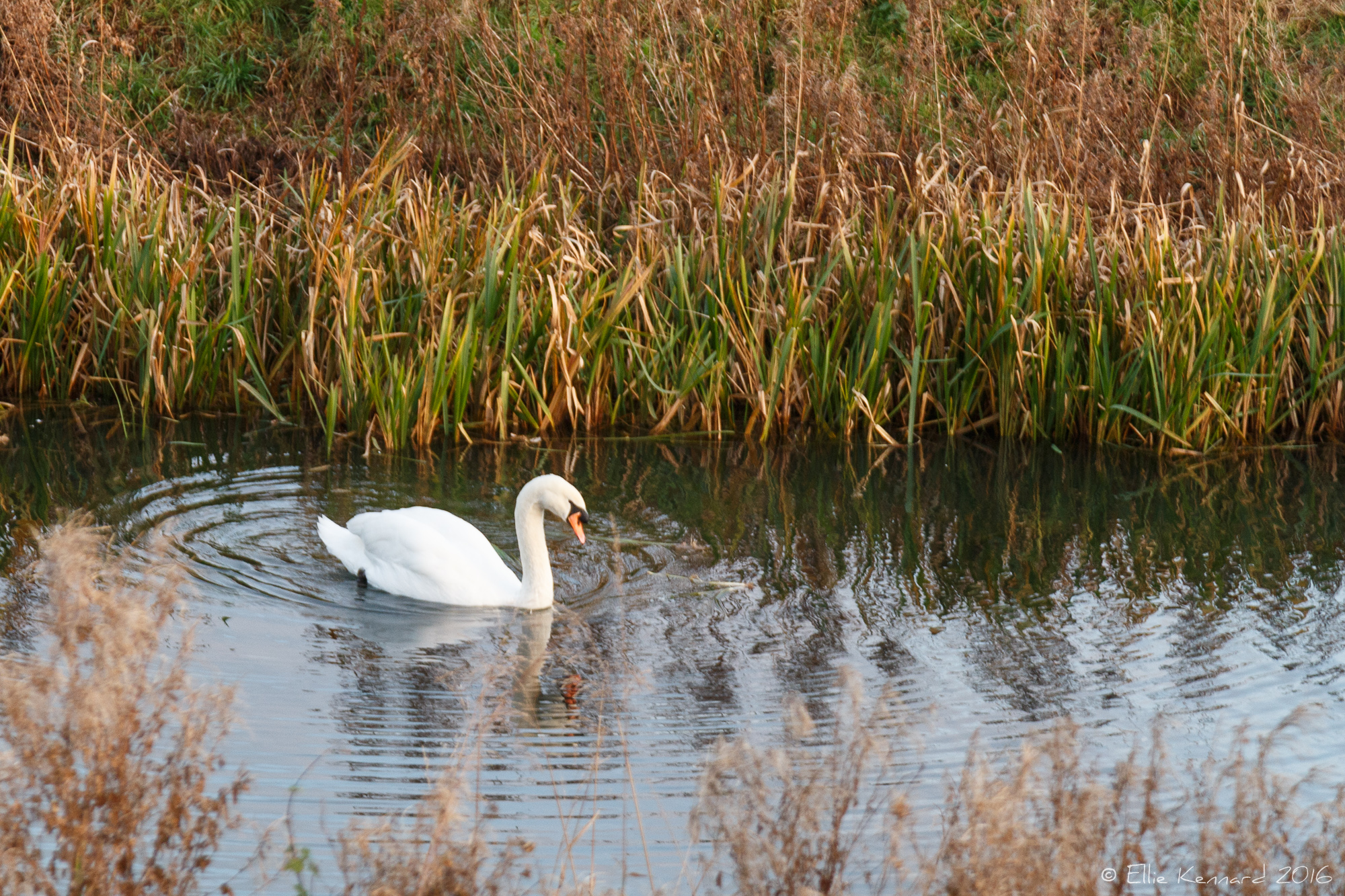 Swan by the river Witham, Lincs - Ellie Kennard 2016