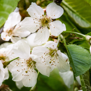 Loveliest of Trees, the Cherry - Ellie Kennard 2012 Loveliest of Trees, the Cherry -Ellie Kennard 2012