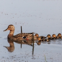 Ducks in a Row - Ellie Kennard 2012