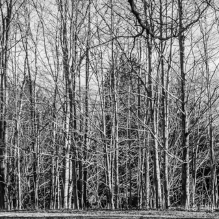 Trees in winter, late afternoon - Ellie Kennard 2012