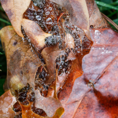 Drops in Webs on Leaves - Ellie Kennard 2012
