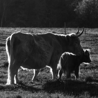 Highland Cattle - Ellie Kennard 2012