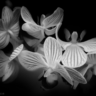 Orchids - Ellie Kennard 2013