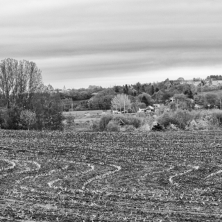 Curves of New Growth - Ellie Kennard 2013
