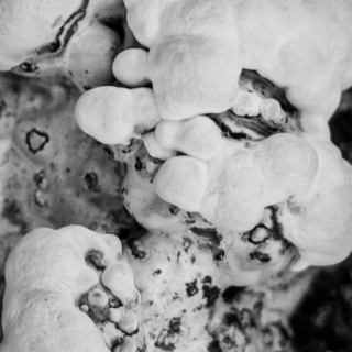 Fungus Face - Ellie Kennard 2013