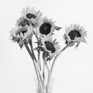 On White - Ellie Kennard 2013