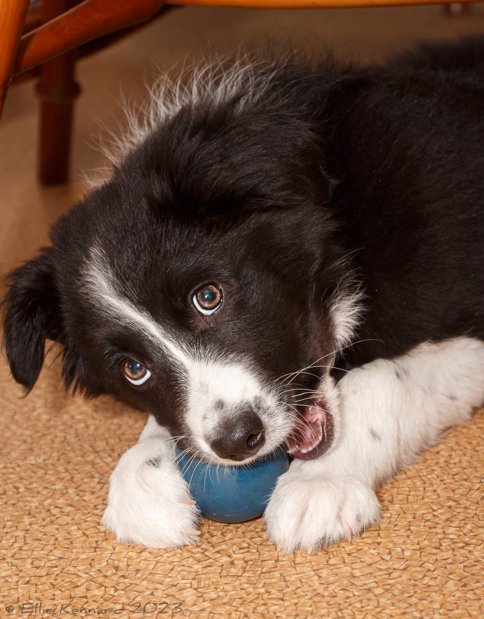 A black and white border collie pup is lying on some old beige floor lino. She has a blue ball between her white paws and has her mouth over it, chewing it. She is looking up at the camera sideways, with her lovely brown collie eyes.