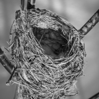 Cuckoo&#039;s Nest - Ellie Kenard 2015