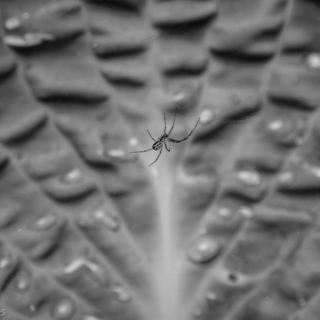 Living Things : Obviously Lying in Wait Week 15/26 - Ellie Kennard 2015