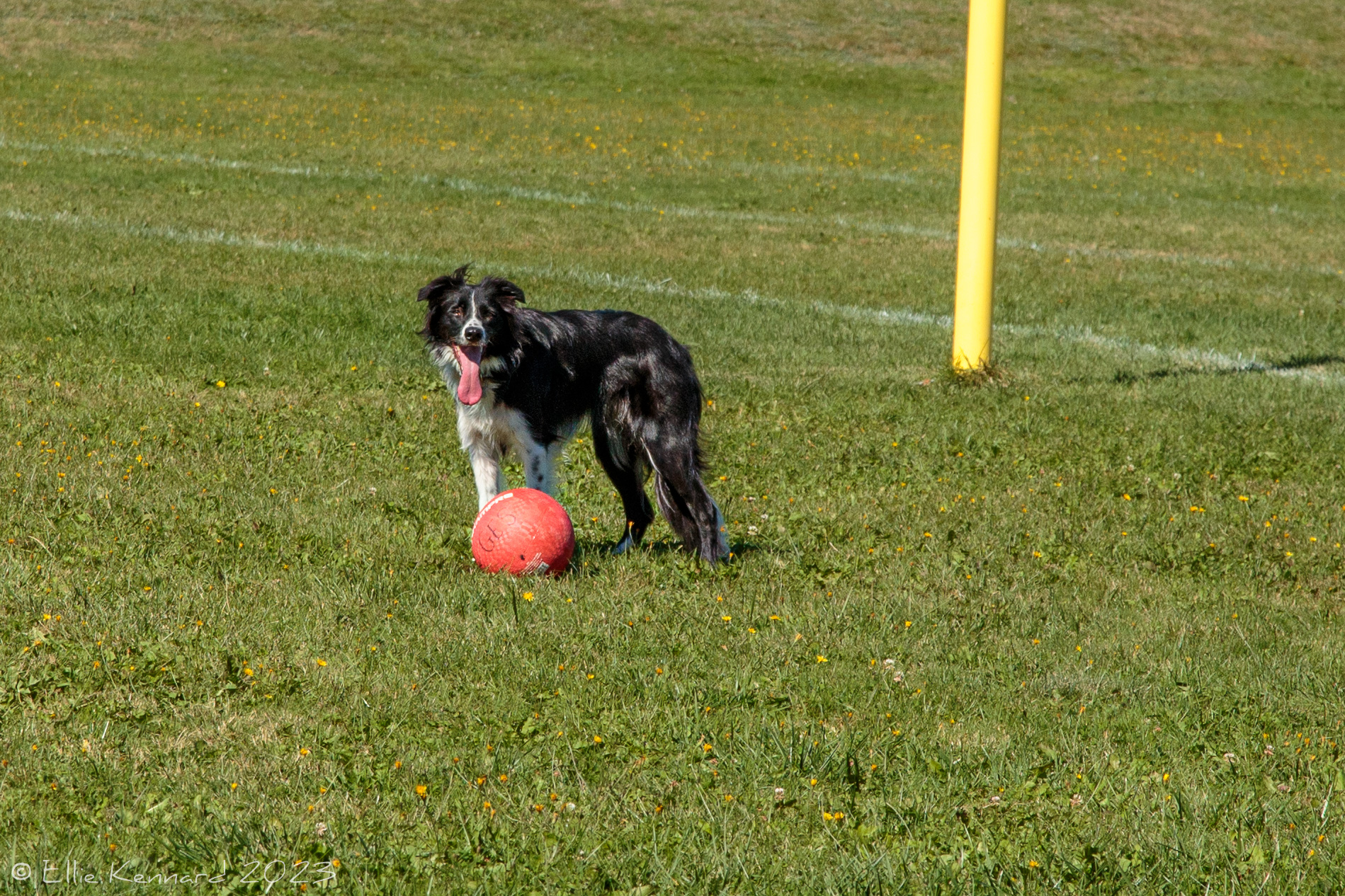 A young black and white border collie is standing on the green grass of a football (or soccer) pitch in front of a goal post. Her tongue is hanging way out and her black ears are half raised. She has a big red ball in front of her on the grass.