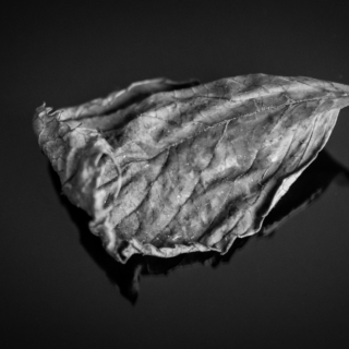 Decay : In Black and White Week 21/26 - Ellie Kennard 2015