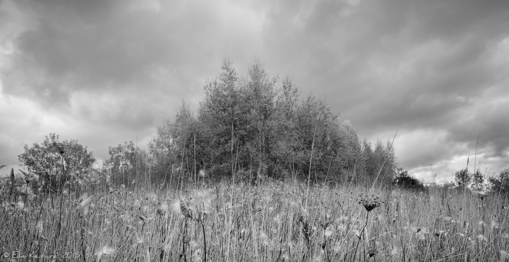 Autumn Stand in Black and White Week 22/26: Landscape - Ellie Kennard 2015