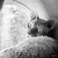 A black and white image of a cat lying in a carpet-lined round cat cave. The opening has light coming through from a screened window. He is light coloured, with big ears and a very curly coat and he is looking back over his shoulder directly at us.