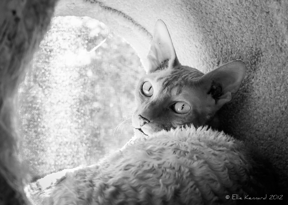 A black and white image of a cat lying in a carpet-lined round cat cave. The opening has light coming through from a screened window. He is light coloured, with big ears and a very curly coat and he is looking back over his shoulder directly at us.