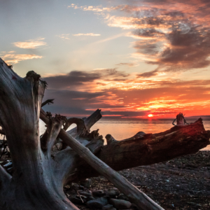 Driftwood on Huntington Point Beach, Summer Sunset - Ellie Kennard 2012 Driftwood on Huntington Point Beach, Summer Sunset - Ellie Kennard 2012