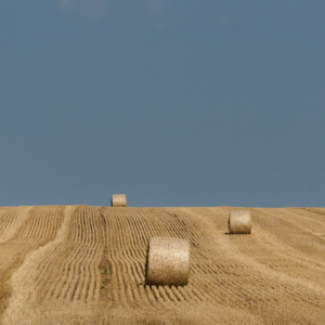 Round Bales on the Horizon - Ellie Kennard 2012 Round Bales on the Horizon - Ellie Kennard 2012