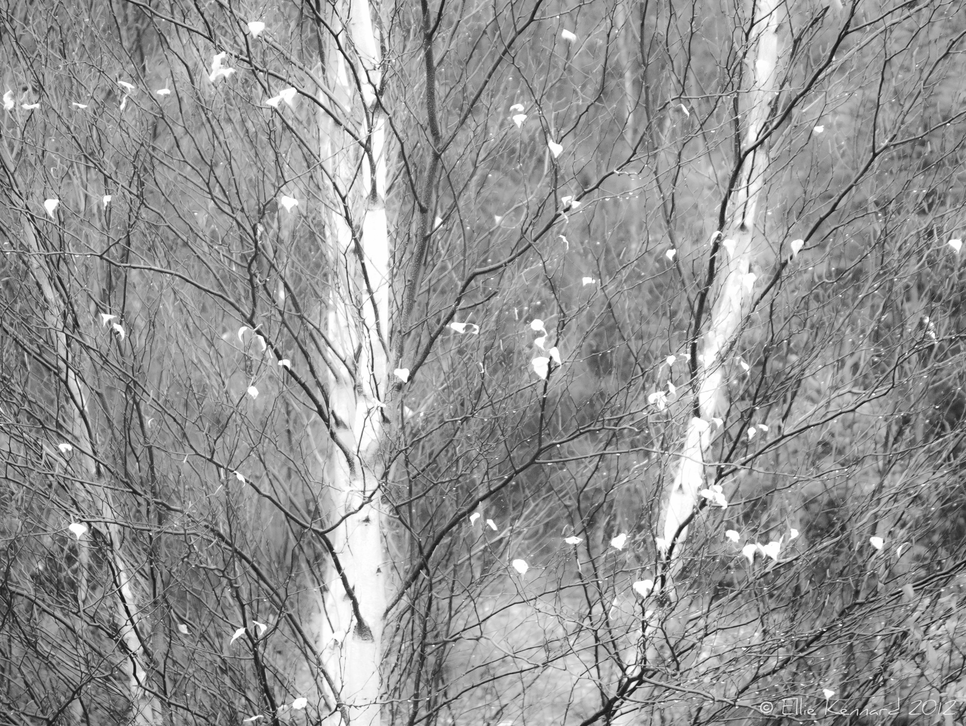 Rainy Birches - Ellie Kennard 2012