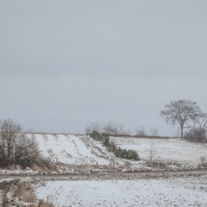The Old Barn and Tree  Ellie Kennard 2012 The Old Barn and Tree Ellie Kennard 2012