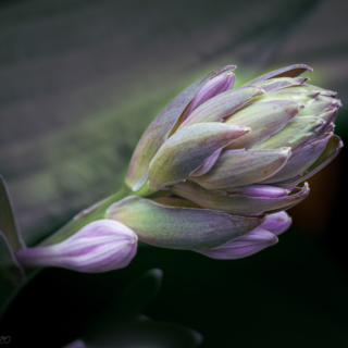 Hosta flower bud