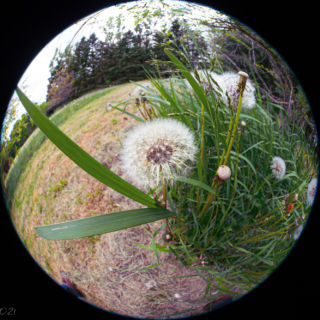 Dandelion Seed Head