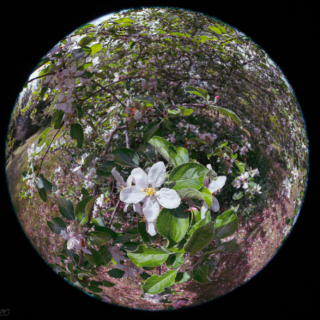Apple blossom