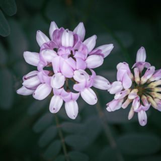 Coronilla varia, crown vetch