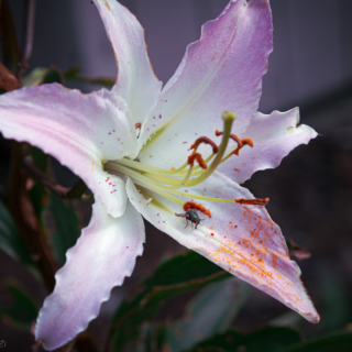 Madonna Lily
