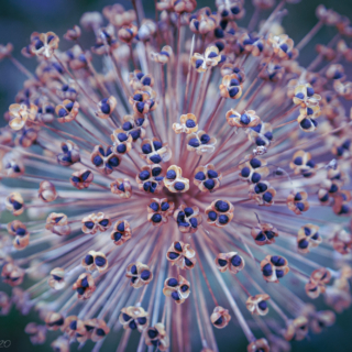 Allium Seed Head