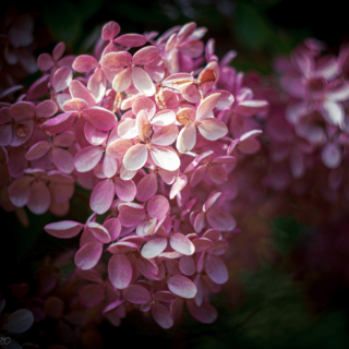 Pink Hydrangea