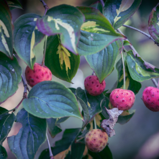 Dogwood fruit