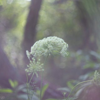 Queen Annes Lace by the woods