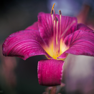 Tonys Daylily