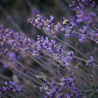 Lavender in summer