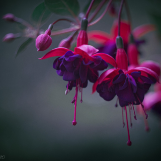 Fuchsias