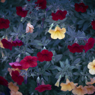 Petunia patch