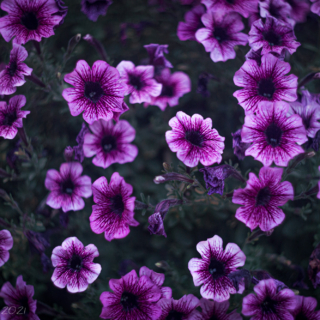 Purple veined petunias