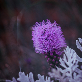 liatris spicata