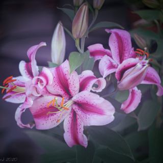 Oriental lily