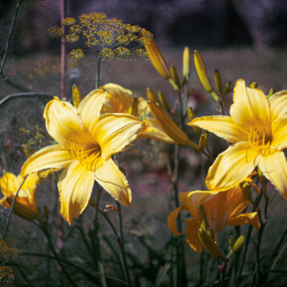 Daylilies and Dill