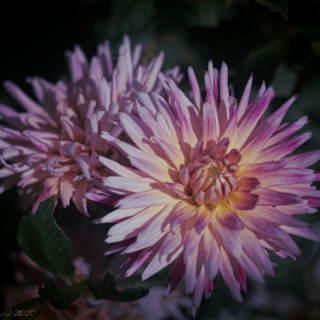 Evening Dahlia