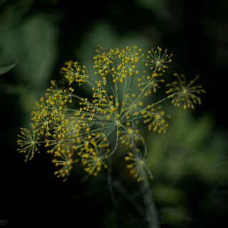 Dill flower