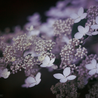 Panicle hydrangea