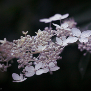 Hydrangea paniculata