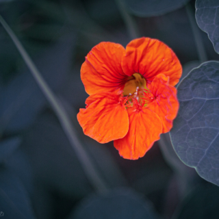 Nasturtium flower