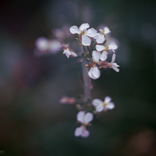 White Radish flower