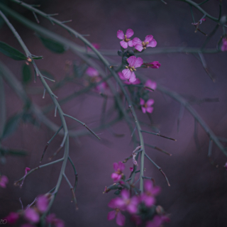 Spray of pink radish flowers