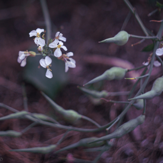 Radish flower and seed pods