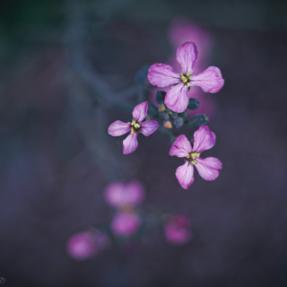 Radish flowers