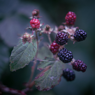 Blackberries