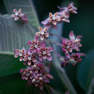 Milkweed